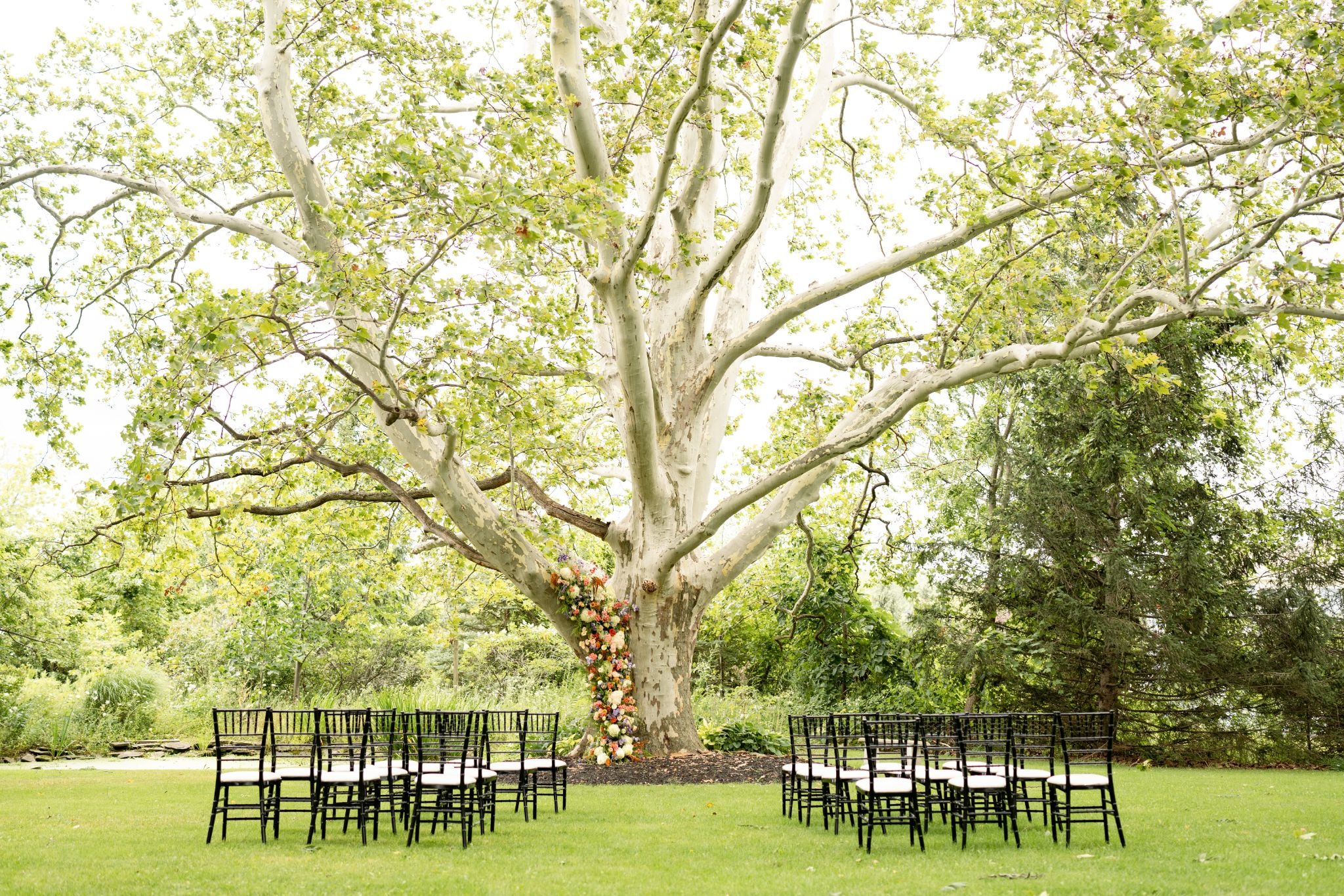 Rows of chairs set up under a large tree outdoors.